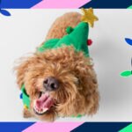 Chewy’s Holiday Guide: Helpful Tips, DIY Fun, Gift Ideas, and More