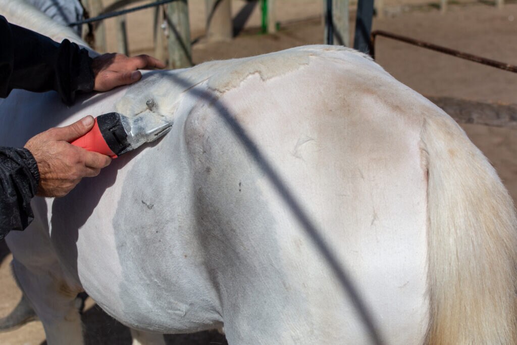 Horse being body clipped