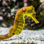 How To Care for a Pet Seahorse: A Complete Guide for Beginners