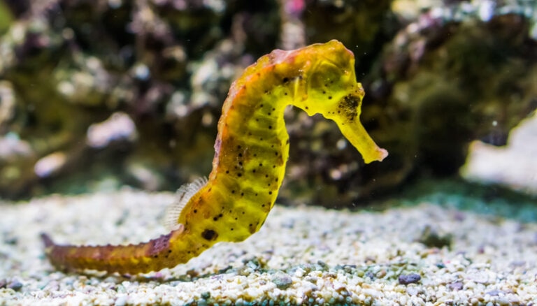 pet seahorse swimming in tank
