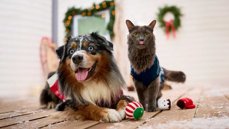 A dog and cat playing with holiday toys in a festive holiday scene