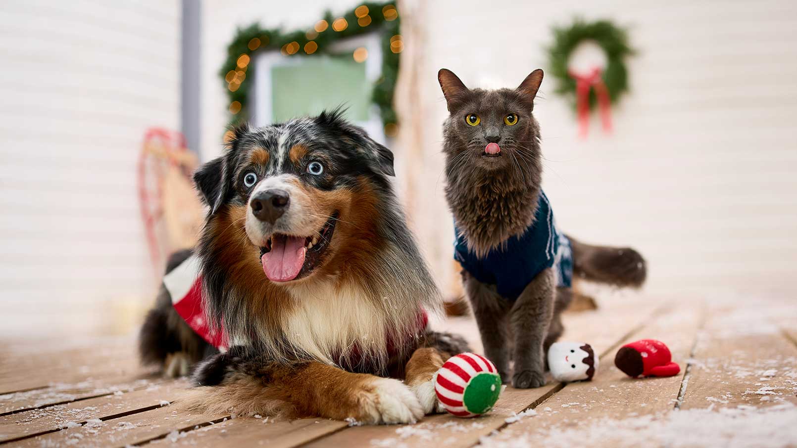 A dog and cat playing with holiday toys in a festive holiday scene