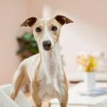 Whippet vs. Greyhound vs. Italian Greyhound