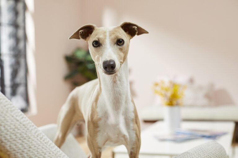 A white and cream Italian Greyhound looking into the camera.