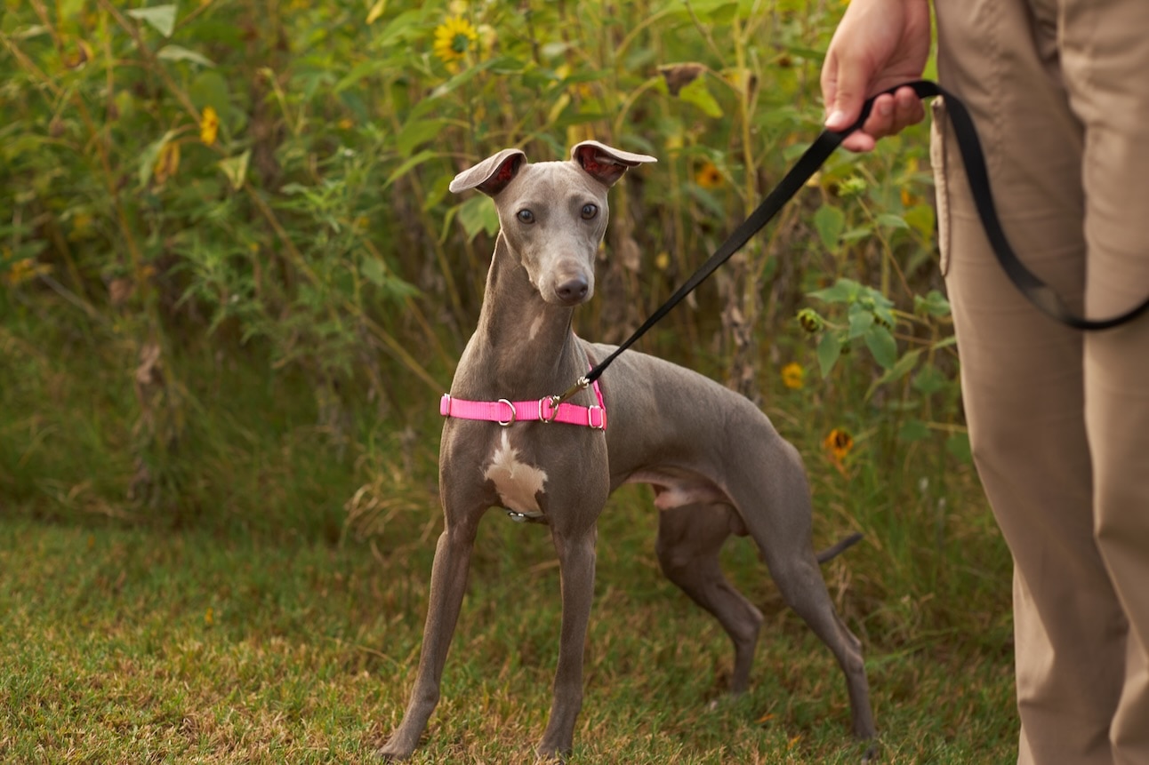 A gray Whippet on a walk wearing a harness.