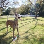 Meet the 15 Fastest Dog Breeds Before They Zip By