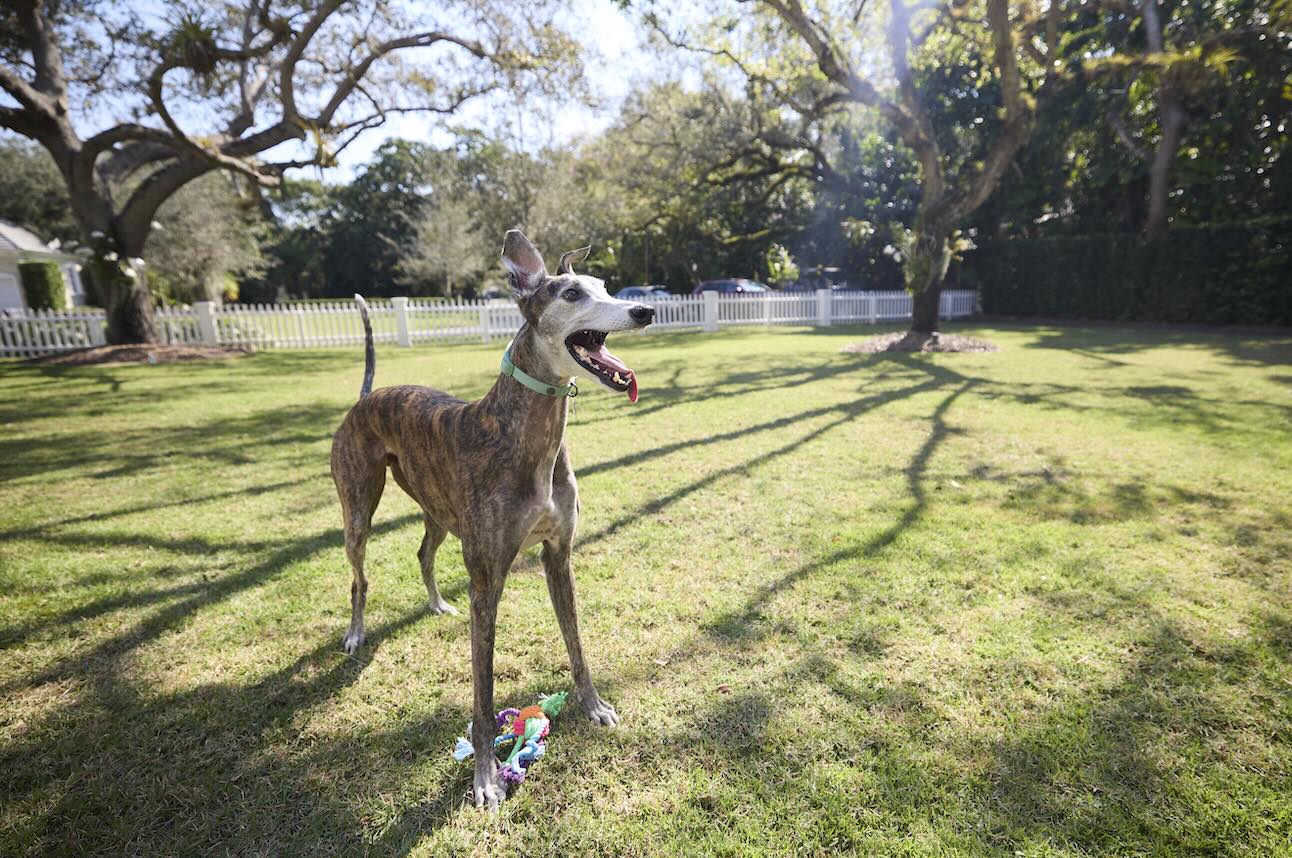 A senior Greyhound dog playing in a yard