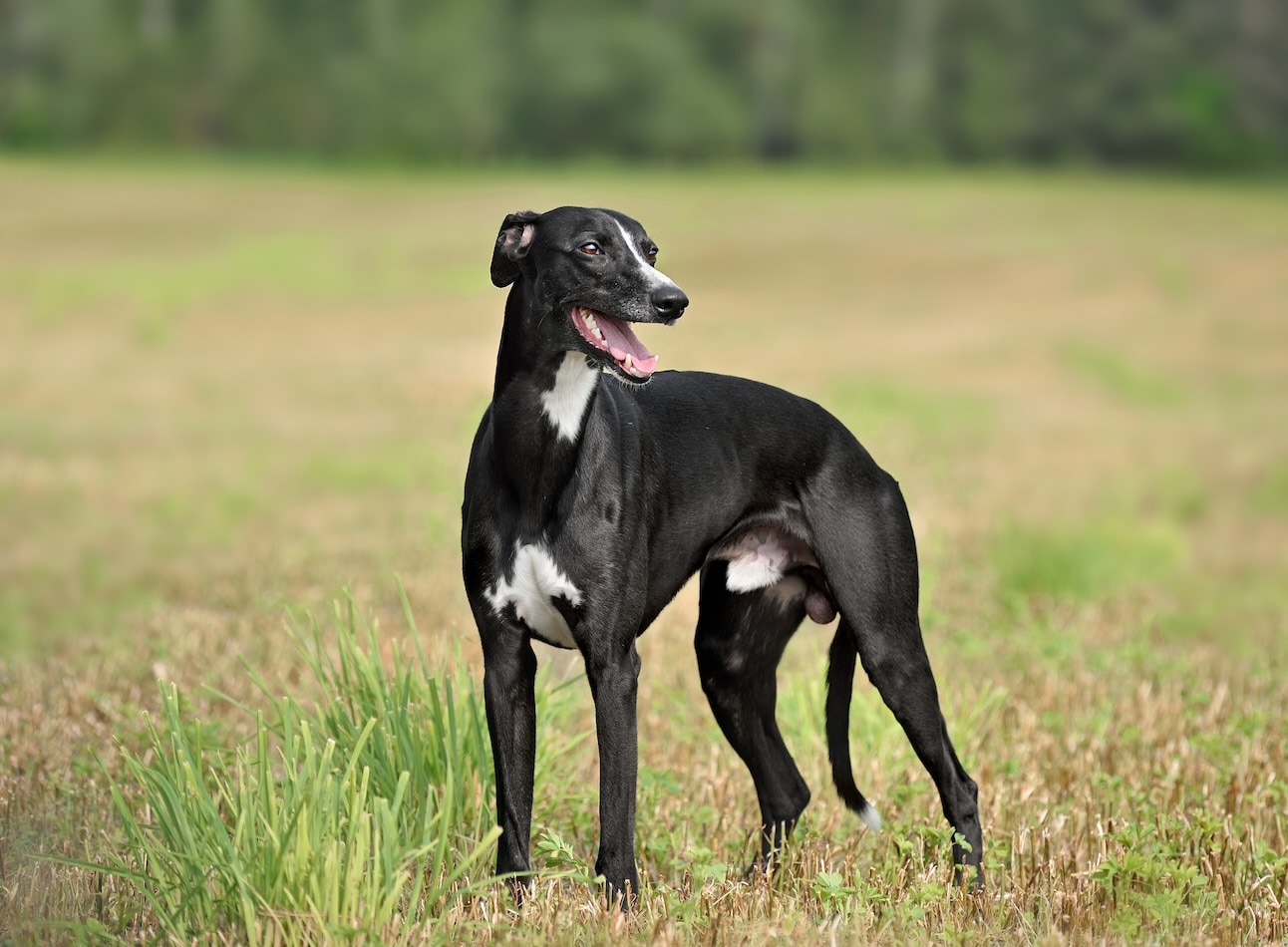 A black Whippet standing in a field