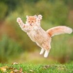 How High Can Cats Jump, And How Do They Do It?