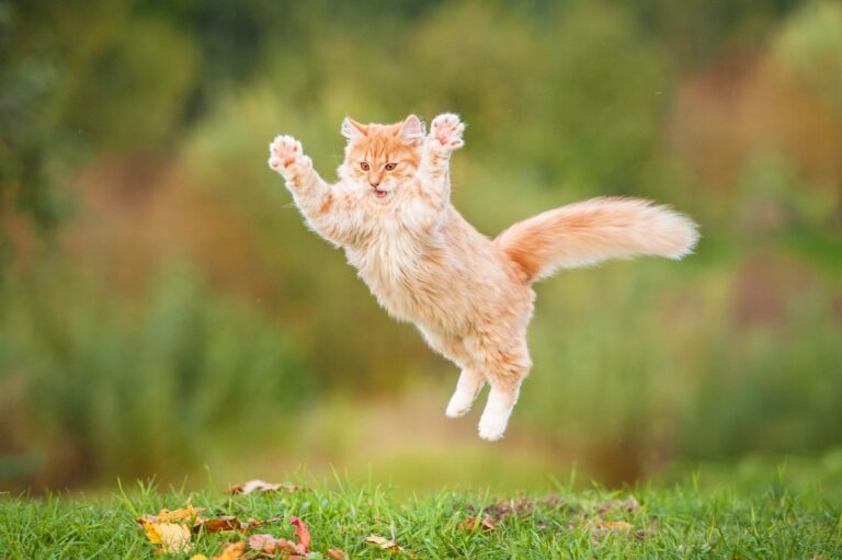 An orange cat jumping on grass. Learn how high cats can jump.