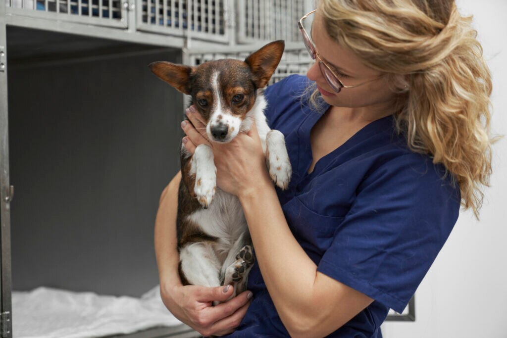 canine parainfluenza; a veterinarian takes a dog out of a crate.