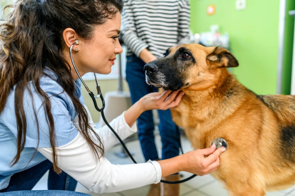 ibs in dogs; a German Shepherd is examined by his veterinarian for irritable bowel syndrome.