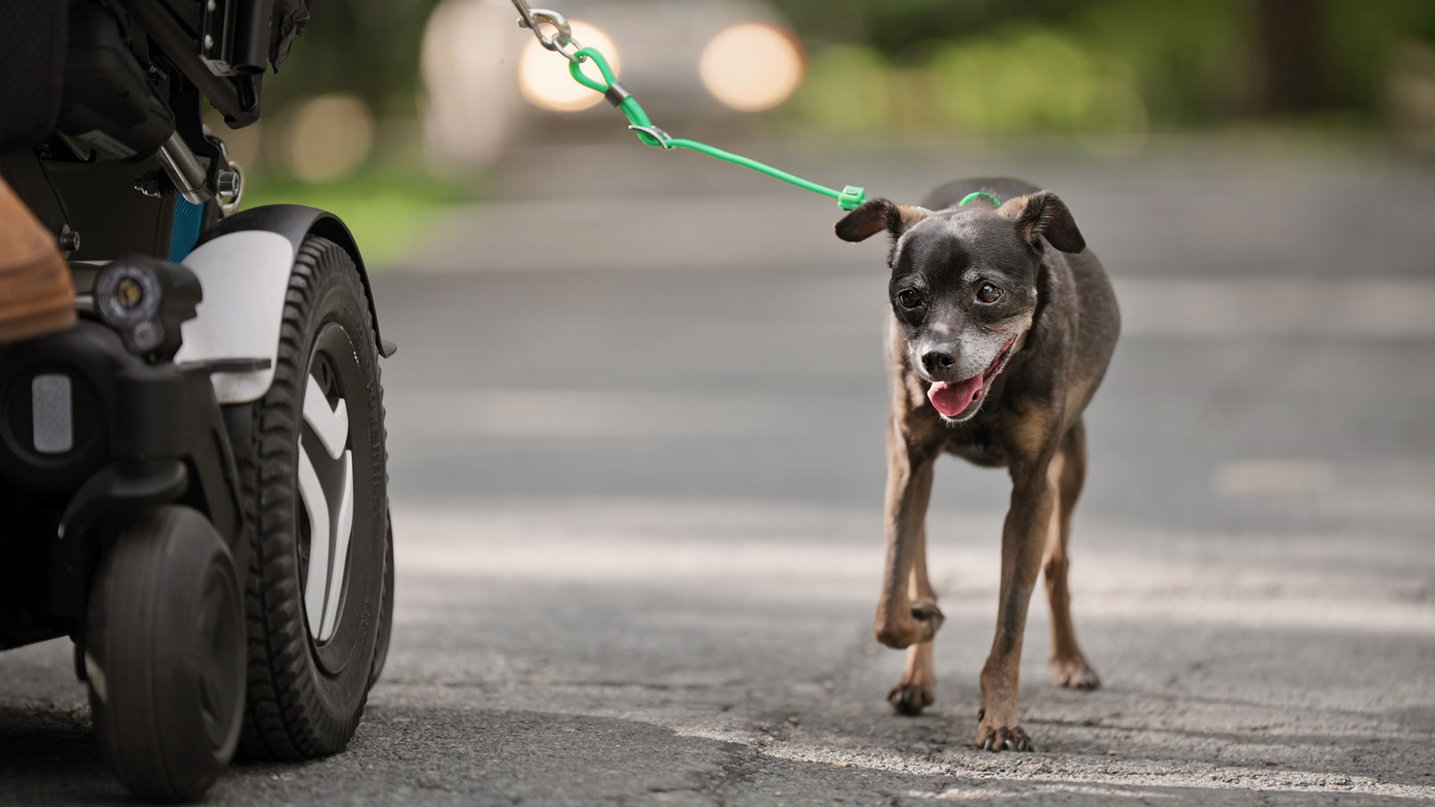 Dray quickly adjusted to the adaptive leash on his first walk