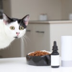 What Is Salmon Oil for Cats?