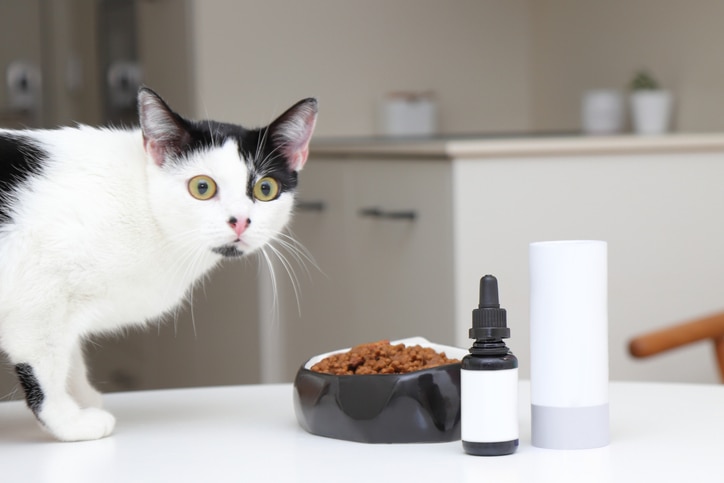 Black and white cat looks curiously at the camera while food and a supplement wait on the table.