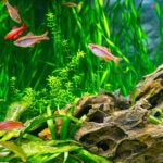 How Long Can Fish Go Without Food? 5 Ways to Keep Your Underwater Friend Safe on Vacation