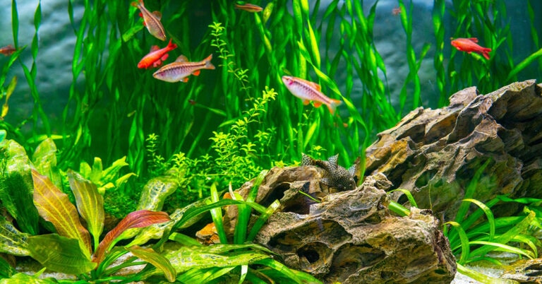 Tiny, colorful fish swim in an aquarium with lots of greenery.