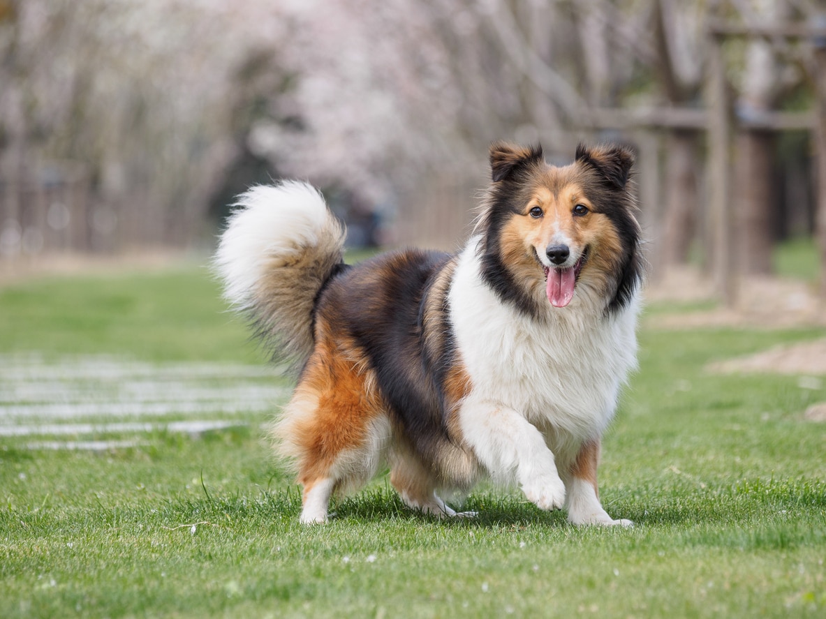 A fluffy dog, the shetland sheepdog, standing on grass
