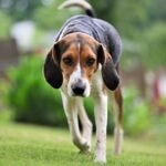 A tricolor Treeing Walker Coonhound tracking a scent