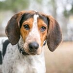 Close-up of a Treeing Walker Coonhound dog's head