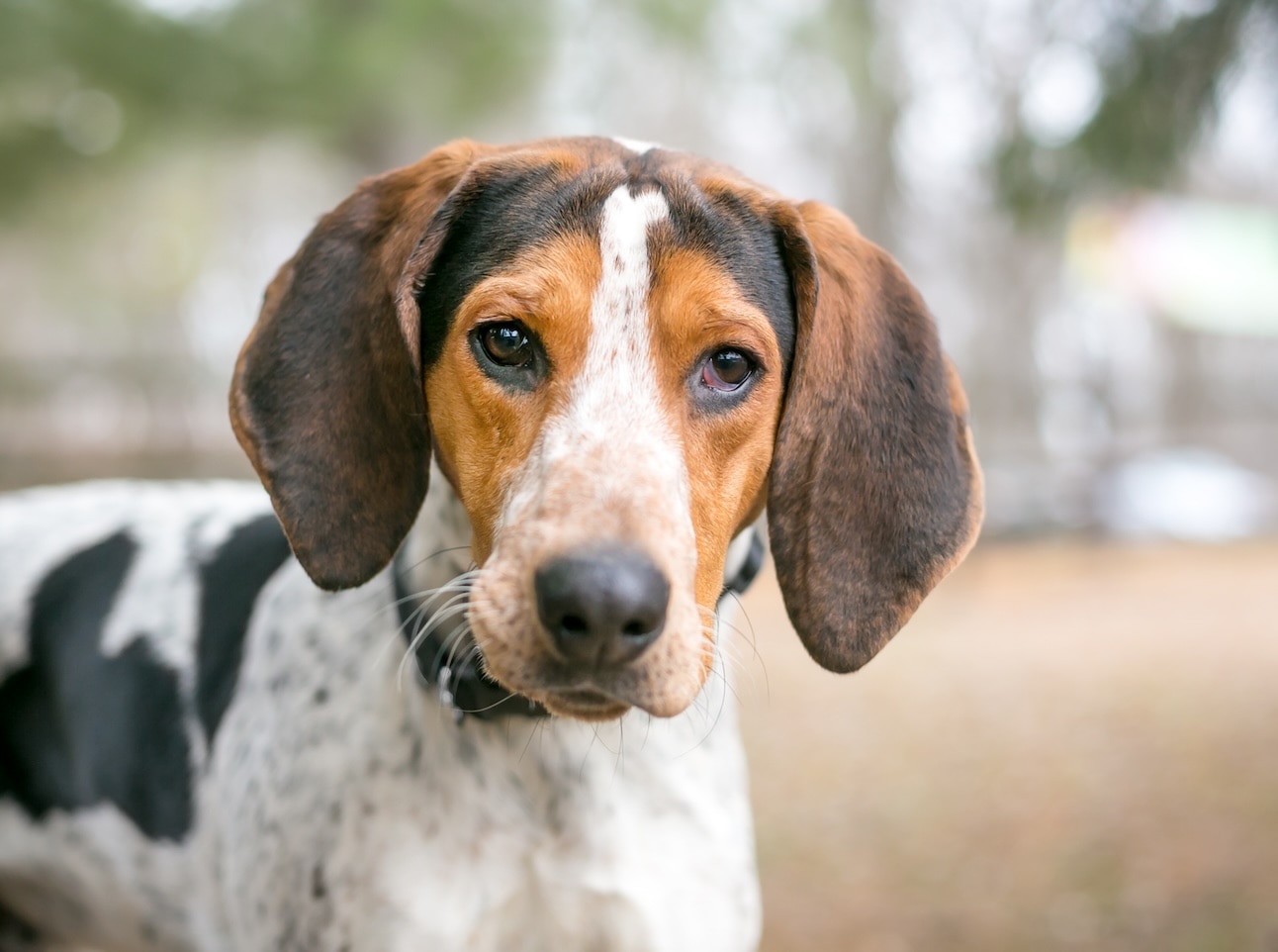 A close-up of a Treeing Walker Coonhound, a type of hound dog