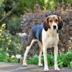 A tricolor Treeing Walker Coonhound standing outside