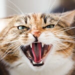 Have a ‘Mean Cat’? Here’s What Cat Aggression Means and How To Handle It