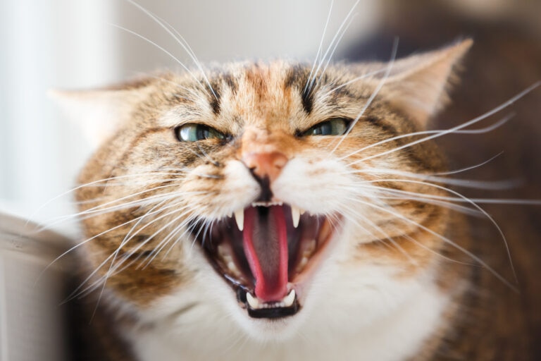 A close-up of a hissing cat. Learn about cat aggression.