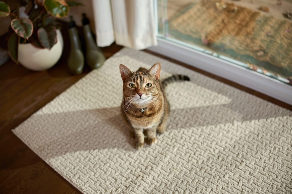 A tabby cat sitting on a rug and looking up at the camera. Learn if cats like music.
