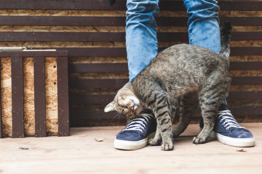 a tabby cat rubbing against legs. why do cats rub against you? learn here