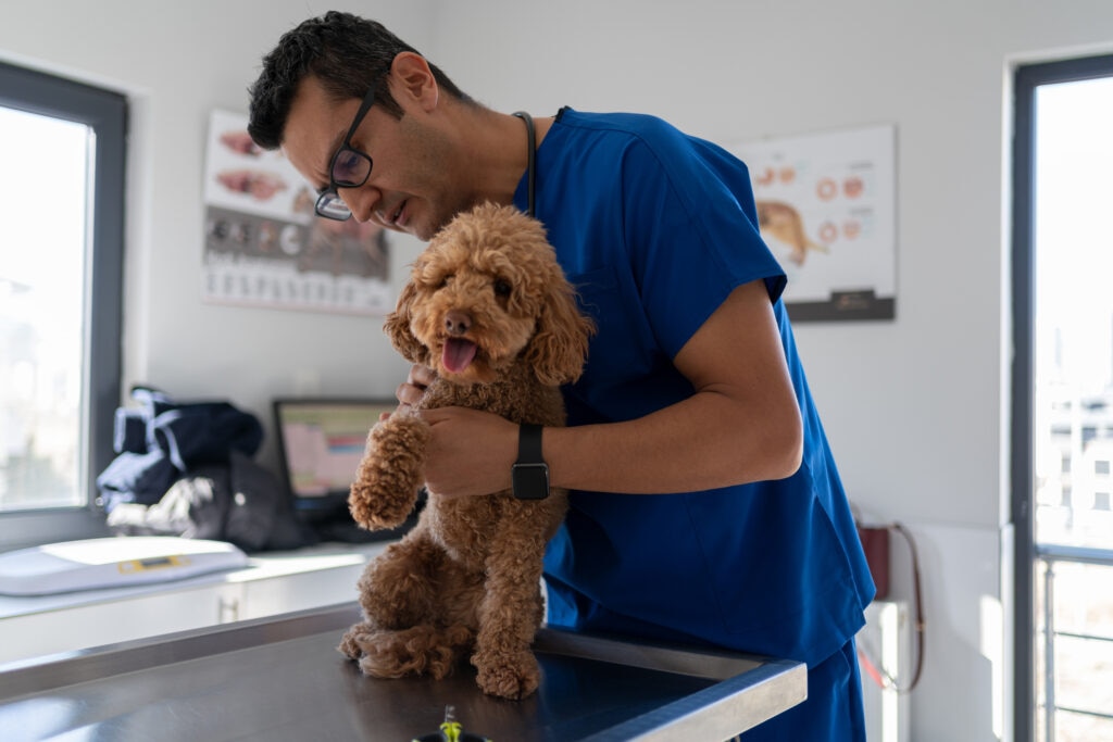 dog tumor removal; a veterinarian examines a dog’s skin for tumors.