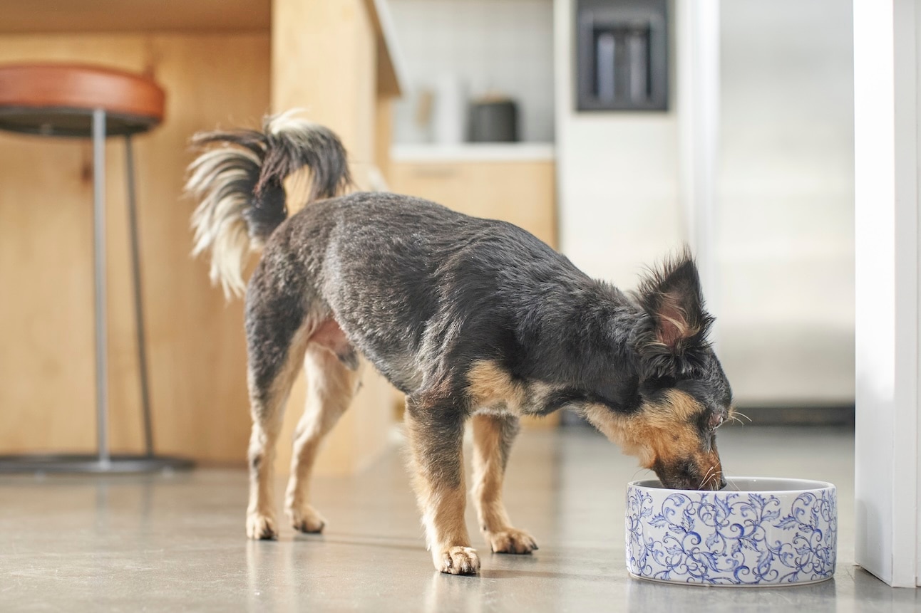 A small senior dog eats from a dog bowl on the ground. Bad nutrition can make an old dog lose hair.