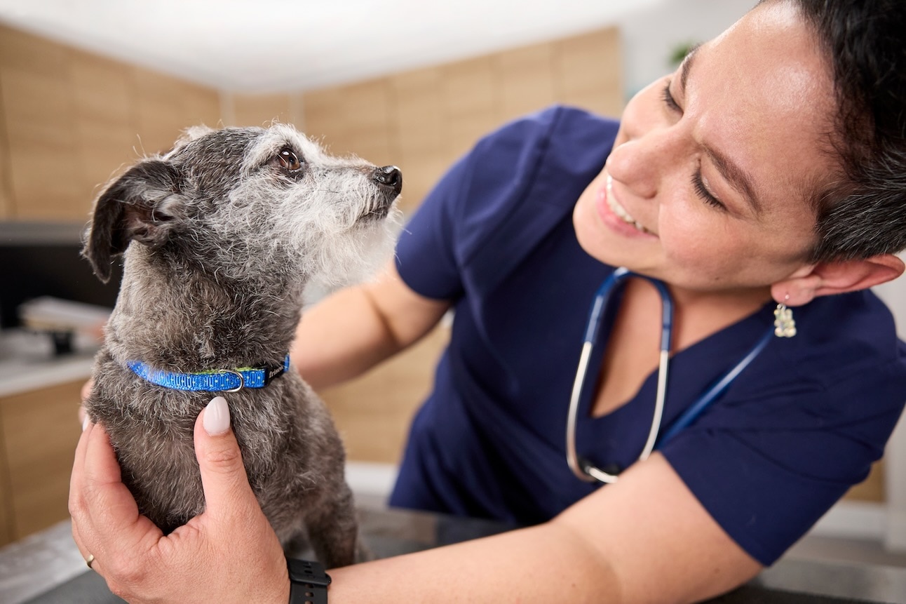 A scruffy senior dog at the vet. Medication can help old dogs who are losing hair.