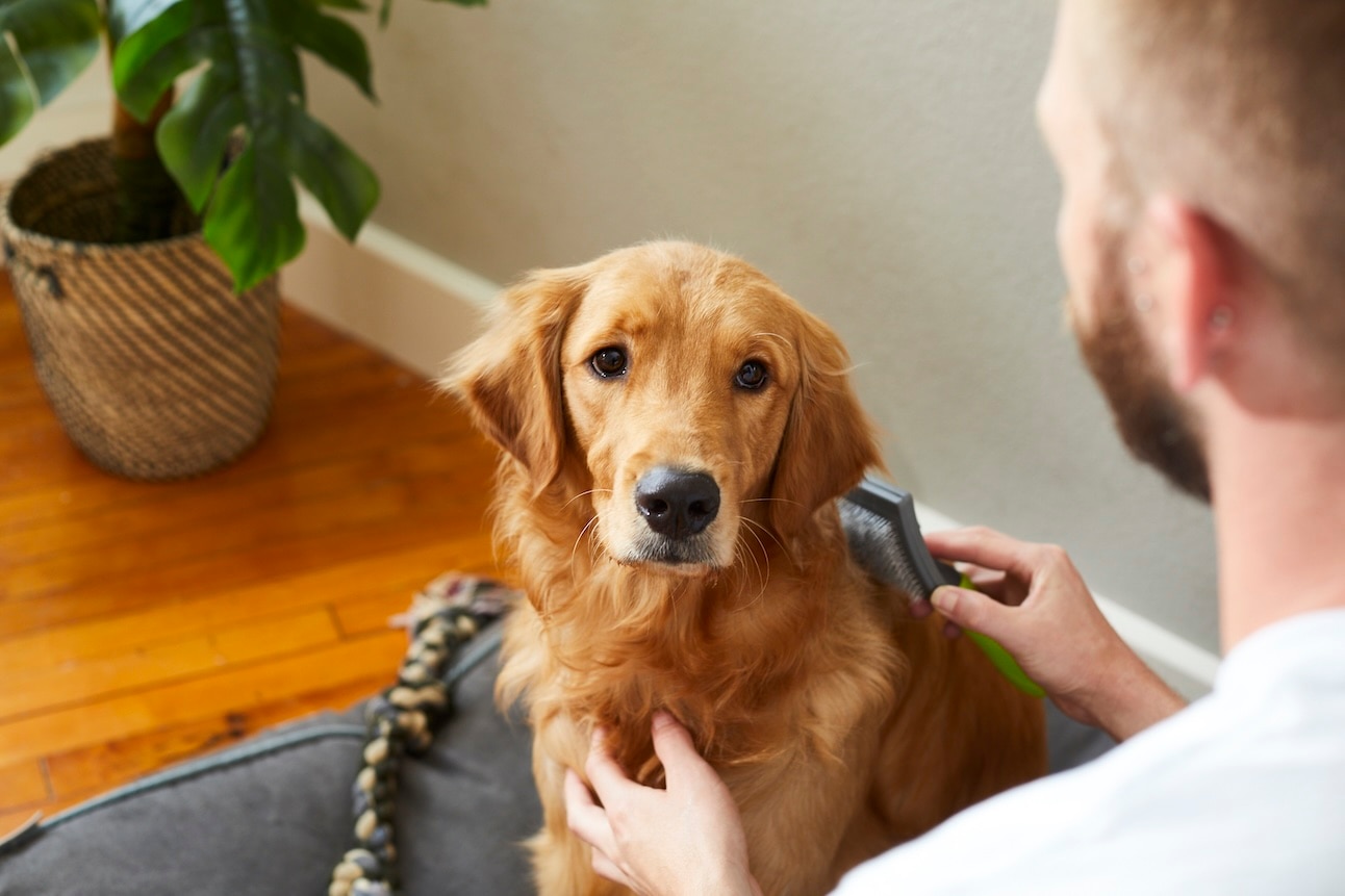 man brushing a golden retriever with a slicker brush. brushing can help old dogs losing hair