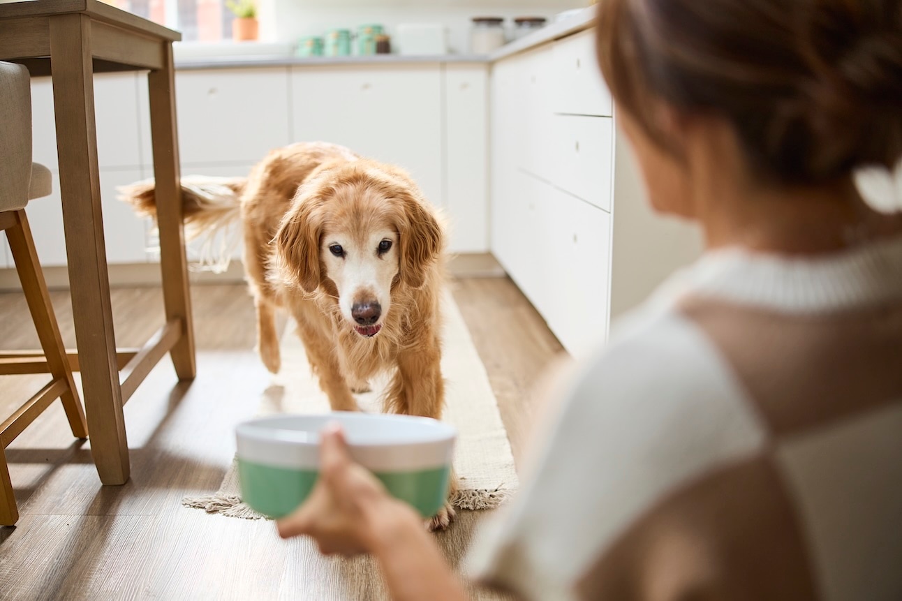 a senior golden retriever coming to eat. supplements can help old dogs losing hair.