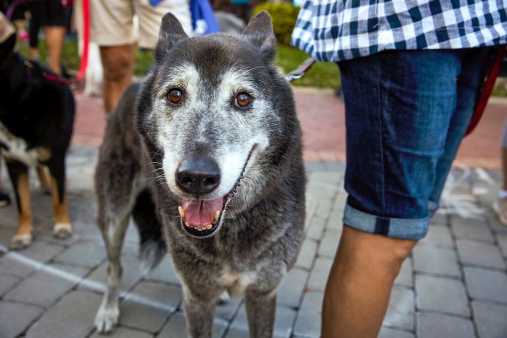 Close-up of a senior dog on a walk. Learn why old dogs lose hair.