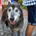 Why Is My Old Dog Losing Hair? How To Handle Hair Loss in Senior Dogs