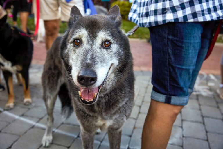 Close-up of a senior dog on a walk. Learn why old dogs lose hair.