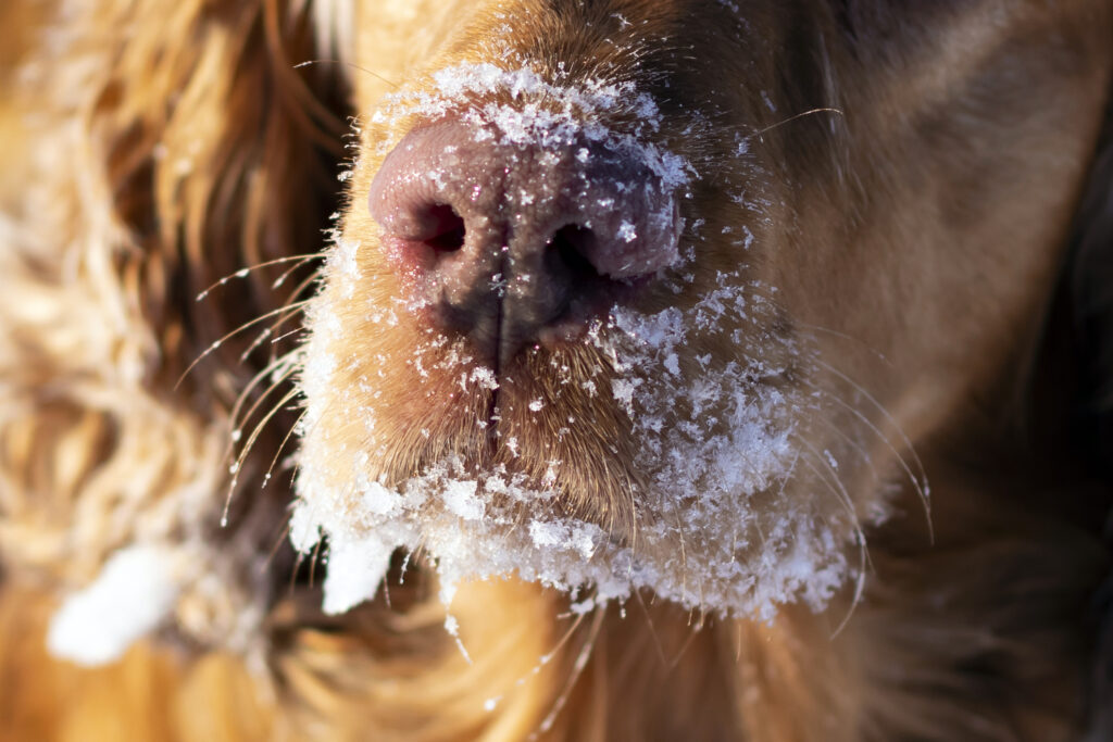 snow nose in dogs; a dog with a pink nose plays in the snow.