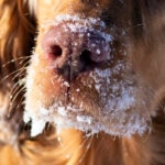 Snow Nose in Dogs: What Is It and Why Does It Happen?