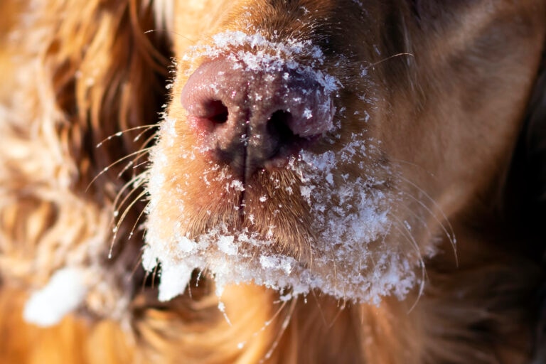 snow nose in dogs; a dog with a pink nose plays in the snow.