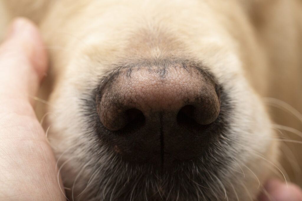 pink nose dog; a dog’s nose that is pink is in focus.