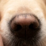 Why Is My Dog’s Nose Turning Pink?
