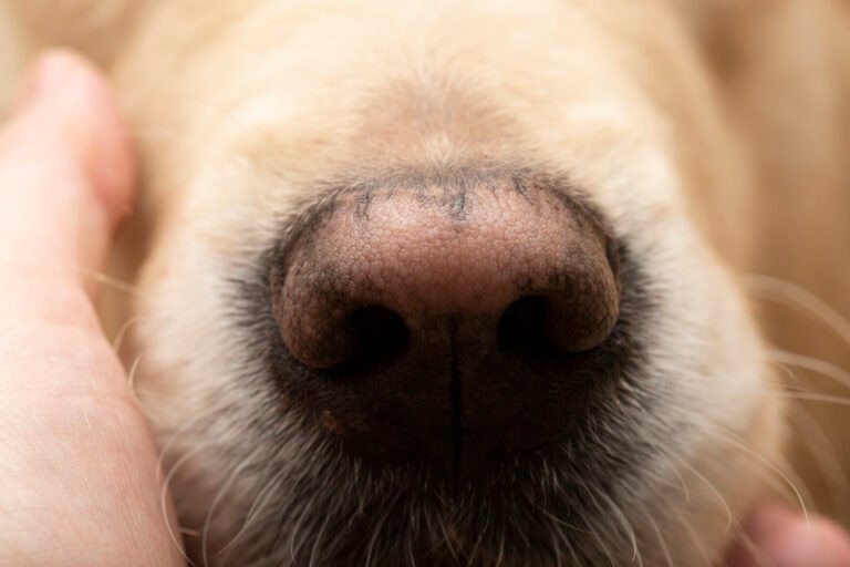 pink nose dog; a dog’s nose that is pink is in focus.