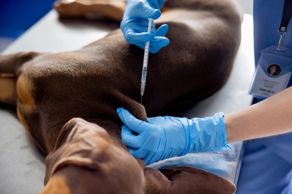 dog administered lyme vaccine during vet exam