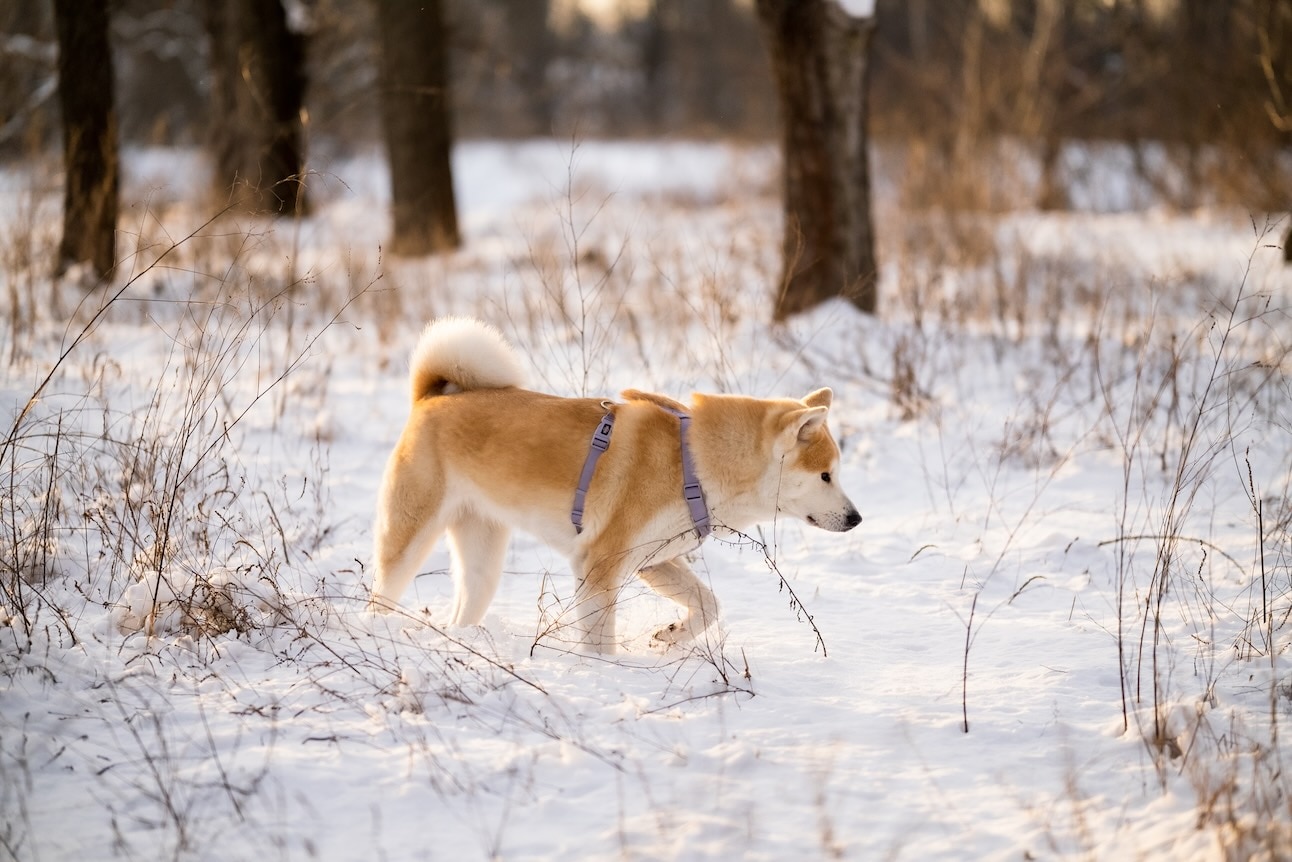 A sesame Akita, a snow dog breed, walking through a snowy field