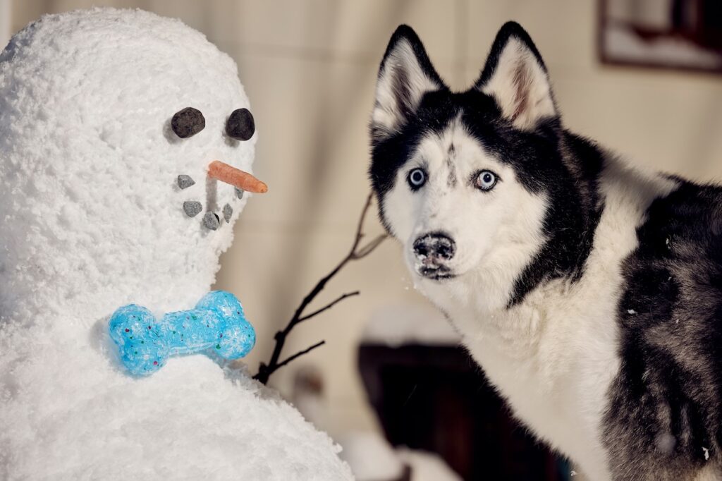 A black and white Siberian Husky, a snow dog breed, standing next to a snowman with a blue dog toy