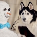 16 Snow Dog Breeds That Love Winter
