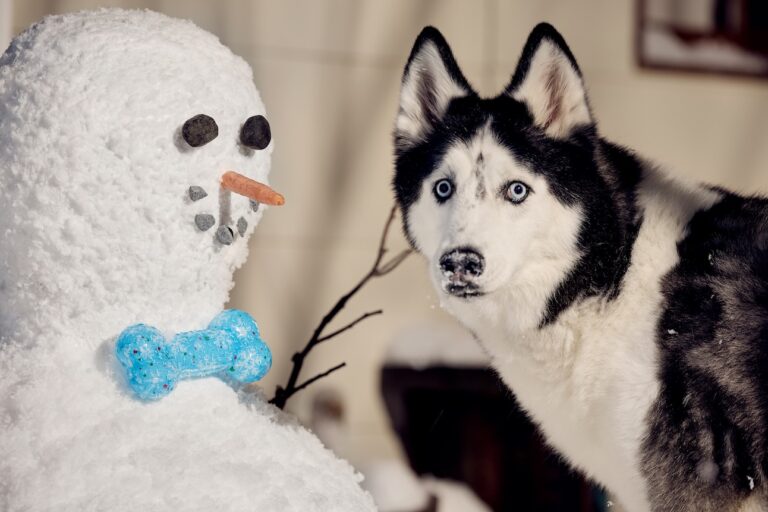 A black and white Siberian Husky, a snow dog breed, standing next to a snowman with a blue dog toy