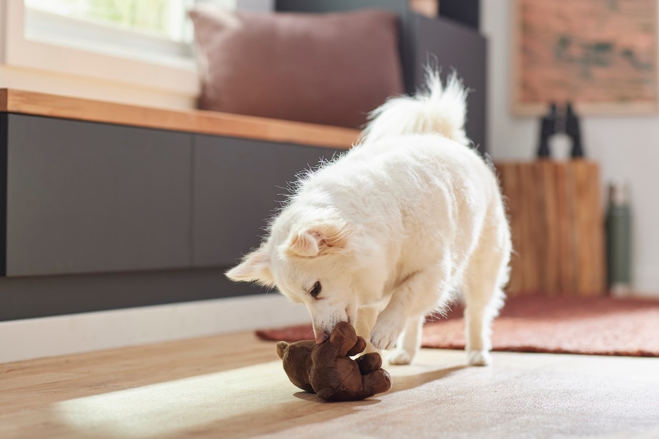 An American Eskimo Dog, a snow dog breed, playing with a stuffed dog toy